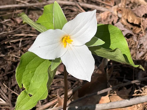 Garden Volunteer Meeting