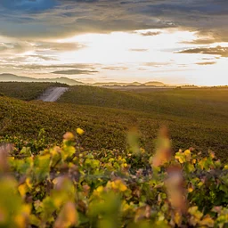 Brick Barn Wine Estate