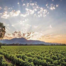 “Icons of Napa” Wine Dinner
