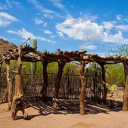 Plants and People of the Sonoran Desert Tour
