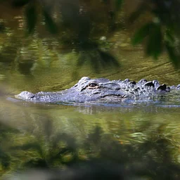 Gator Walk
