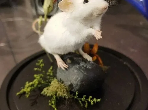 Mouse Taxidermy Class
