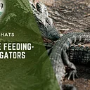 Reptile House Keeper Chat