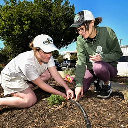 Drip Irrigation: Maintenance & Troubleshooting