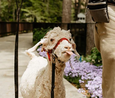 Greet the Sheep and Goats