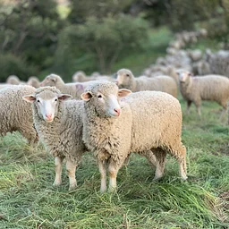Special Focus Tour: A House that Wool Built - Agecroft Hall & the English Wool Industry