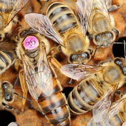 SETX Local BeeKeepers Meeting