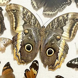 Butterfly Pinning 103: Owl Butterfly