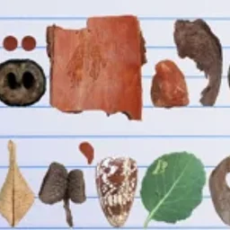 Translation in Clay: Interspecies Poetics with Worm School