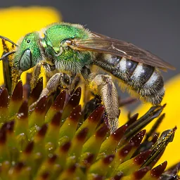 Nature Talk Series: The World of Bees