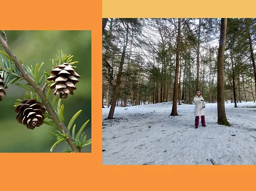 Winter Forest Bathing and Tai Chi with Mary Hannah Parkman