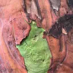 Community Hike: Art in the Forest (with MoNA!)