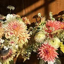 Dazzling Dahlia Design