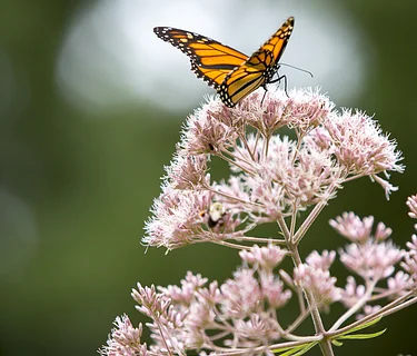 Native Plants of Summer