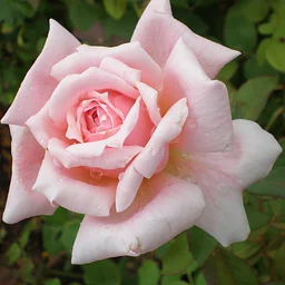 Richmond Rose Society Show