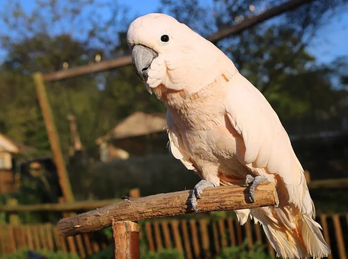 Nature Explorers – Pollinators