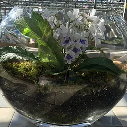 DIY Terrarium Workshop
