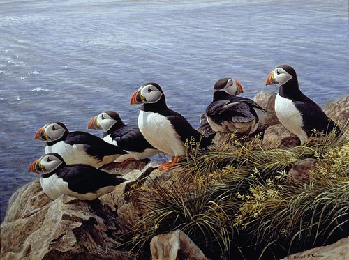 Sneak Peek of From Sea to Shining Sea: Wildlife Above & Below the Waves