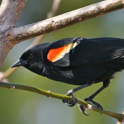 Minnesota Campus Public Bird Banding