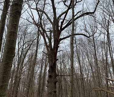 The Land as Archive: A Walking Tour of the Dudley Farm