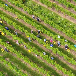 Harvest