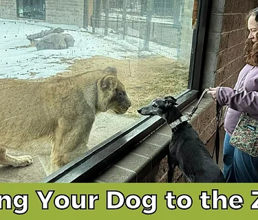 Bring Your Dog to the Zoo