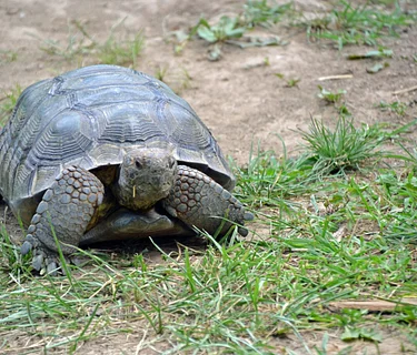 Nature Explorers – Spring Into Spring