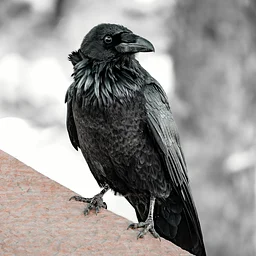 Color Day: Black