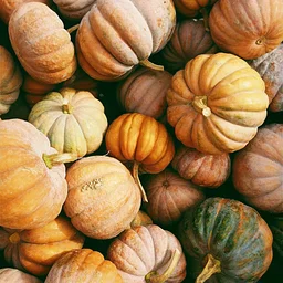 Thanksgiving Feast