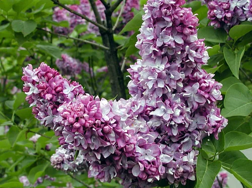 Ask a Horticulturist – Lilacs