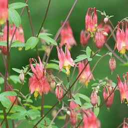 Native Plants for Beginners