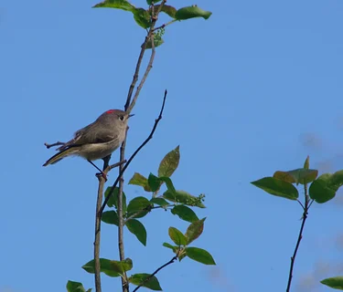 Black Birders Week 2026 Hike – Frick Park