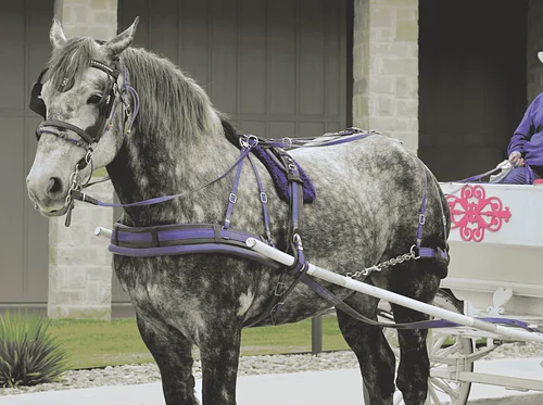 Carriage Rides with Carousel Carriage Company
