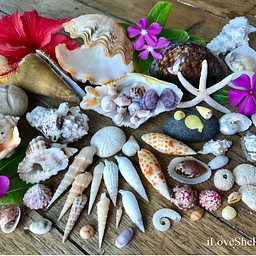 Sea Shells (and other Molluscs) of the World