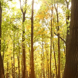 Forest Therapy
