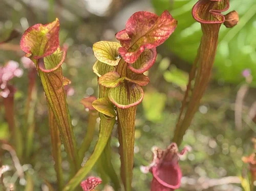 Carnivorous Plant Show and Sale