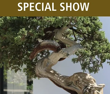 Iowa Bonsai Association Spring Show & Sale