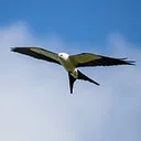 Tropical Audubon Society