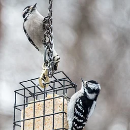 Christmas Bird Count