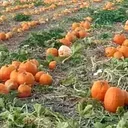 Corley Ranch Pumpkin Patch & Harvest Festival