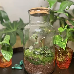 Terrarium & Sip