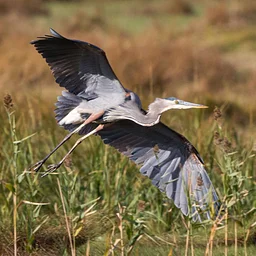 Birding in a Changing Climate (Marshfield)