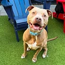 Pit Bull Meet Up