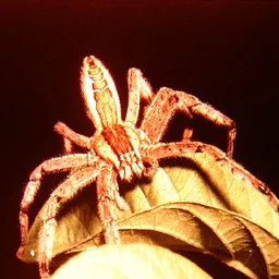 Creepy Crawlies