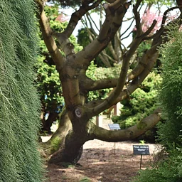 Tree Talk Series: Specimen Trees