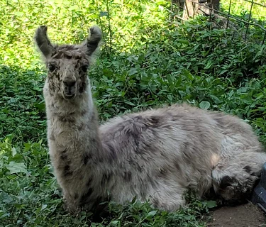 Animals for All: Caring for Critters