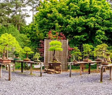 Discover Bonsai