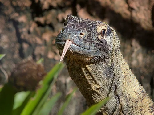 Conservation Connections: Reptile Awareness Day 2026