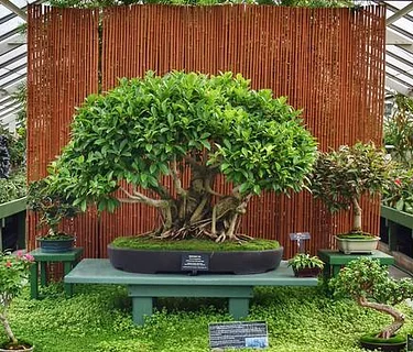 Building Bonsai Skills