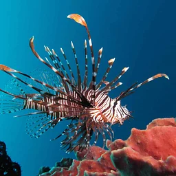 Little Explorers: Fintastic Fish!